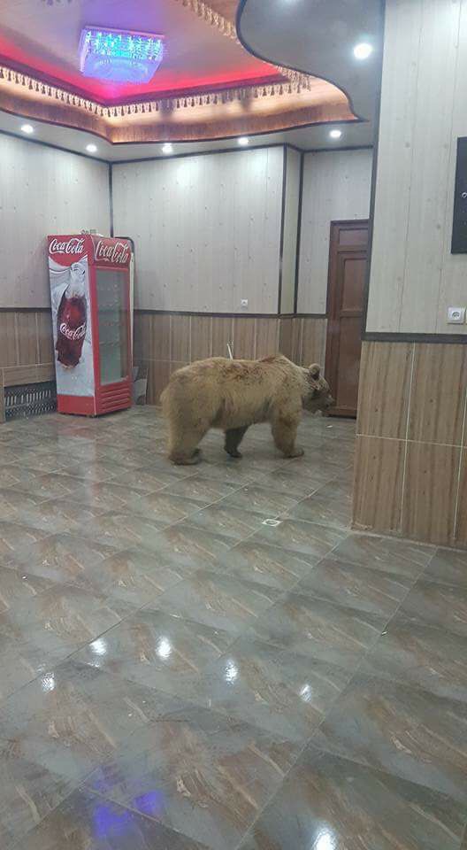 One of the released bears into Kurdistan nature appears in Haji Omaran town in Erbil Province, April 17, 2017. (Photo: Social Media)